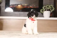 Maverick (AKC), a male Poodle - Miniature  for sale in Millersburg, OH – 5 of 7