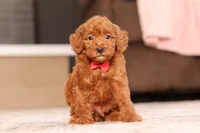 Murphy (AKC), a male Poodle - Miniature  for sale in Millersburg, OH – 6 of 7