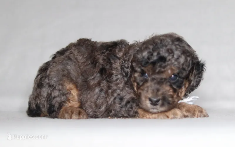 Ace – Poodle - Miniature  puppy for sale in Millersburg, OH