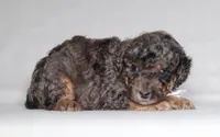 Ace, a male Poodle - Miniature  for sale in Millersburg, OH – 1 of 4