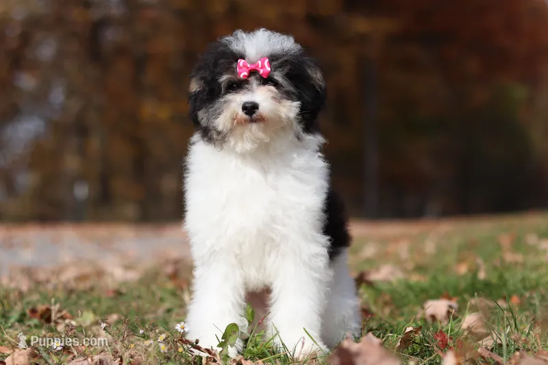 Hudson (AKC) – Poodle - Miniature  puppy for sale in Millersburg, OH