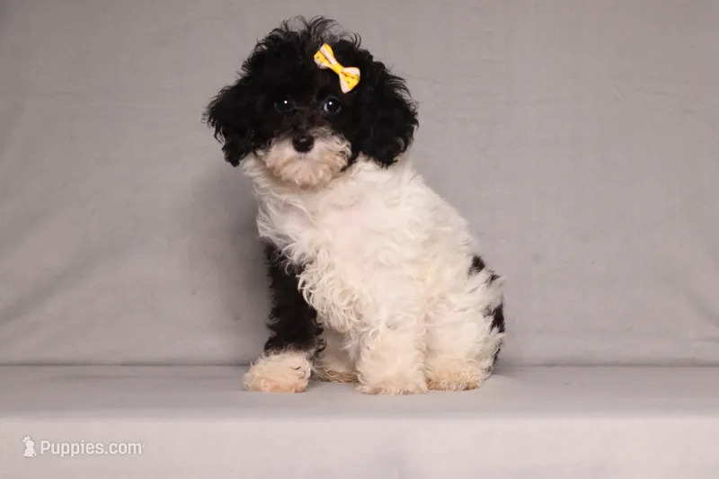 Winnie – Poodle - Miniature  puppy for sale in Millersburg, OH