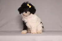Winnie, a female Poodle - Miniature  for sale in Millersburg, OH – 1 of 4