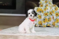 Hazel, a female Poodle - Miniature  for sale in Millersburg, OH – 3 of 7