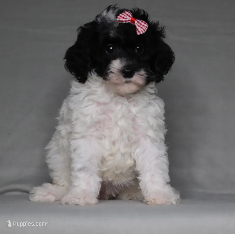 Paisley – Poodle - Miniature  puppy for sale in Millersburg, OH