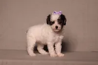 Hazel, a female Poodle - Miniature  for sale in Millersburg, OH – 3 of 4