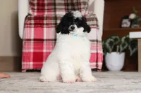Domino (AKC), a male Poodle - Miniature  for sale in Millersburg, OH – 1 of 7