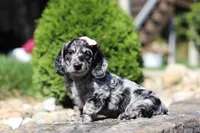 Brielle (AKC), a female Dachshund for sale in Millersburg, OH – 3 of 5