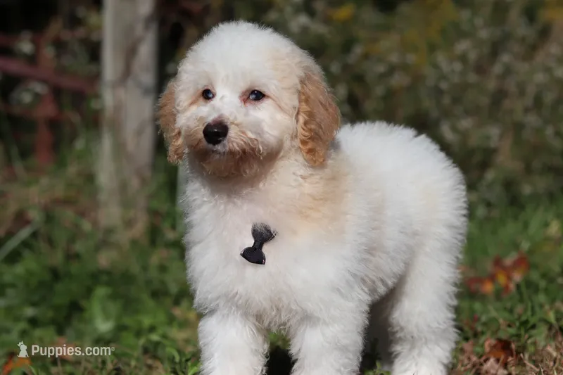 Monty (AKC) – Poodle - Miniature  puppy for sale in Millersburg, OH