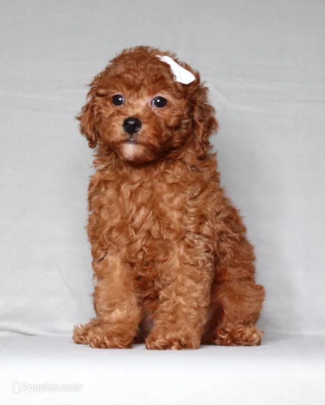 Ruby – Poodle - Miniature  puppy for sale in Millersburg, OH