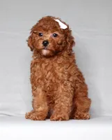 Ruby, a female Poodle - Miniature  for sale in Millersburg, OH – 1 of 4