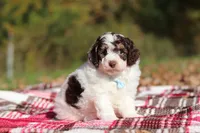 Judd (AKC), a male Poodle - Miniature  for sale in Millersburg, OH – 2 of 6