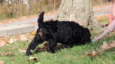 Jared (AKC), a male Poodle - Miniature  for sale in Millersburg, OH – 6 of 6