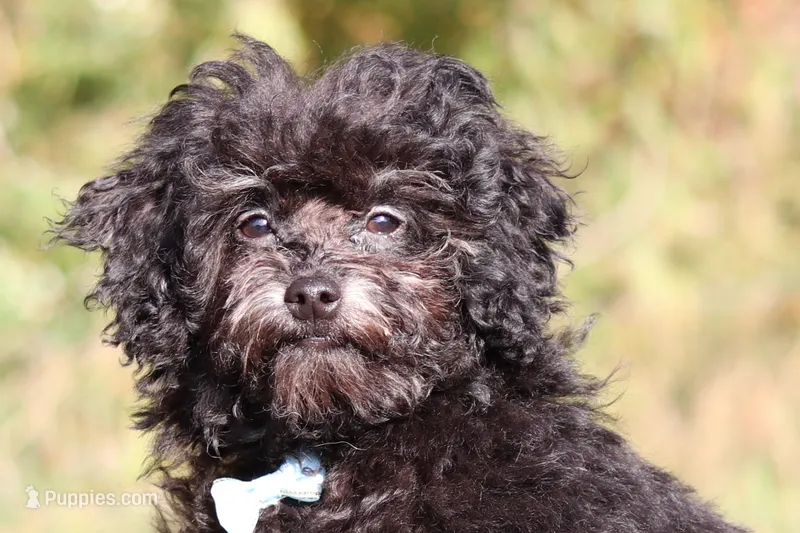 Dexter (AKC) – Poodle - Miniature  puppy for sale in Millersburg, OH