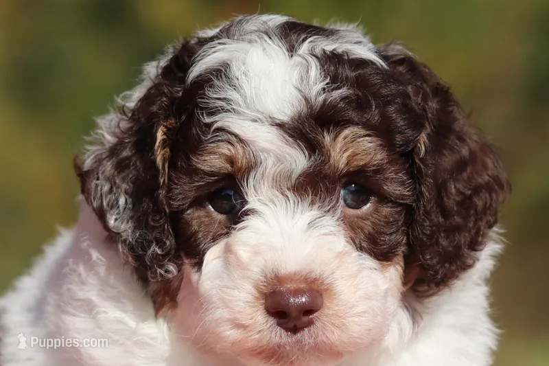 Judd (AKC) – Poodle - Miniature  puppy for sale in Millersburg, OH