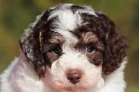 Judd (AKC), a male Poodle - Miniature  for sale in Millersburg, OH – 1 of 6
