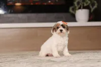 Alma (AKC), a female Poodle - Miniature  for sale in Millersburg, OH – 2 of 7