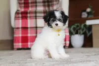 Hudson, a male Poodle - Miniature  for sale in Millersburg, OH – 6 of 7