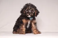 Ranger, a male Poodle - Miniature  for sale in Millersburg, OH – 4 of 7