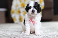 Milo, a male Poodle - Miniature  for sale in Millersburg, OH – 3 of 3