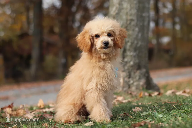 Asher (AKC) – Poodle - Miniature  puppy for sale in Millersburg, OH