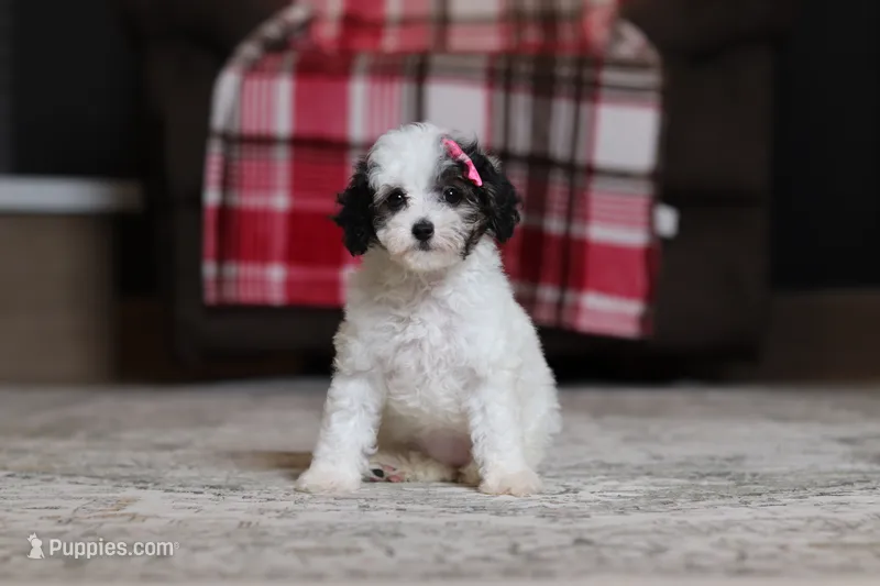 Hazel – Poodle - Miniature  puppy for sale in Millersburg, OH