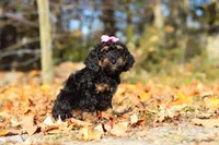Sophia (AKC), a female Poodle - Miniature  for sale in Millersburg, OH – 3 of 7