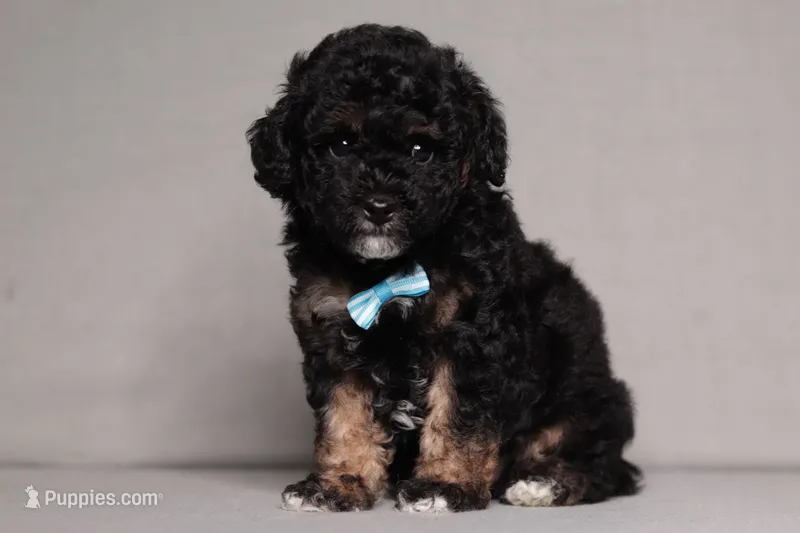 Axel – Poodle - Miniature  puppy for sale in Millersburg, OH