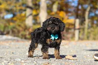 Sawyer (AKC), a male Poodle - Miniature  for sale in Millersburg, OH – 1 of 7