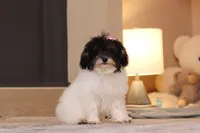 Amber (AKC), a female Poodle - Miniature  for sale in Millersburg, OH – 2 of 7