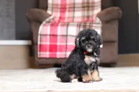 Axel, a male Poodle - Miniature  for sale in Millersburg, OH – 2 of 5