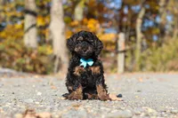 Sawyer (AKC), a male Poodle - Miniature  for sale in Millersburg, OH – 2 of 7