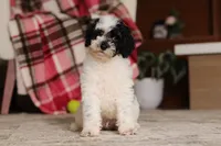Milo (AKC), a male Poodle - Miniature  for sale in Millersburg, OH – 4 of 7