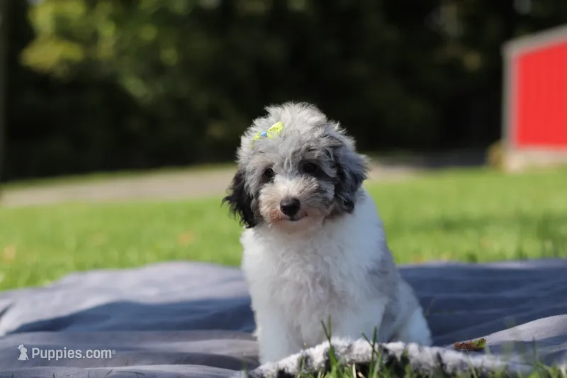 Bella (AKC) – Poodle - Miniature  puppy for sale in Millersburg, OH