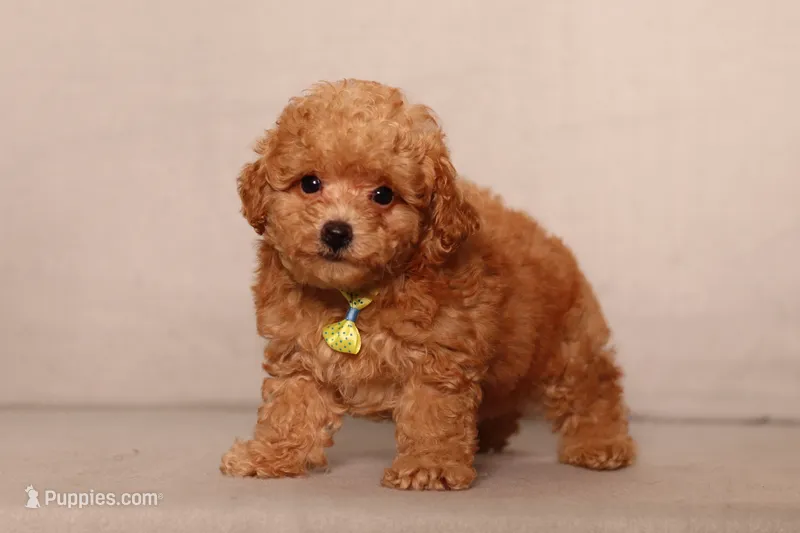 Archer – Poodle - Miniature  puppy for sale in Millersburg, OH