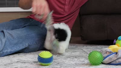 Bailey (AKC), a female Poodle - Miniature  for sale in Millersburg, OH – 4 of 4