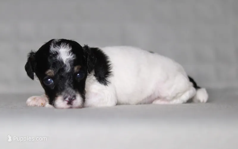 Holly – Poodle - Miniature  puppy for sale in Millersburg, OH