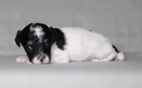 Holly, a female Poodle - Miniature  for sale in Millersburg, OH – 1 of 4