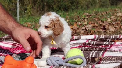 Alfie (AKC), a male Poodle - Miniature  for sale in Millersburg, OH – 5 of 5