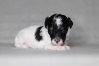 Holly, a female Poodle - Miniature  for sale in Millersburg, OH – 4 of 4