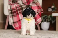 Maverick (AKC), a male Poodle - Miniature  for sale in Millersburg, OH – 2 of 7