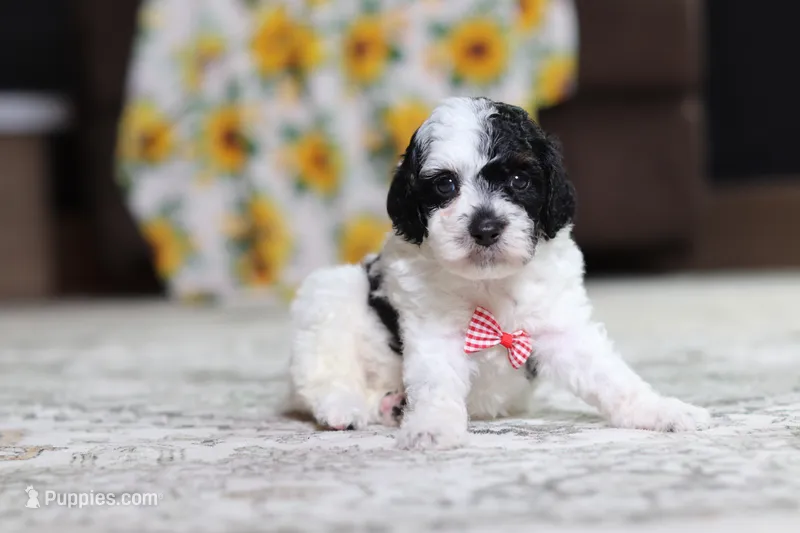 Milo – Poodle - Miniature  puppy for sale in Millersburg, OH