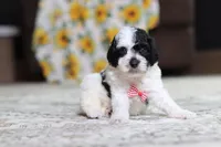 Milo, a male Poodle - Miniature  for sale in Millersburg, OH – 1 of 3