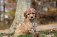 Jewel (AKC), a female Poodle - Miniature  for sale in Millersburg, OH – 5 of 7