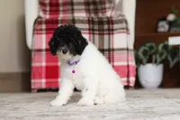 Holly, a female Poodle - Miniature  for sale in Millersburg, OH – 4 of 7