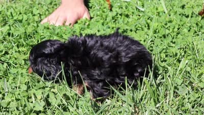 Benson (AKC), a male Dachshund for sale in Millersburg, OH – 5 of 5
