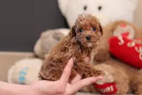 Vince, a male Poodle - Miniature  for sale in Millersburg, OH – 2 of 4