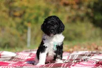 Joey (AKC), a male Poodle - Miniature  for sale in Millersburg, OH – 5 of 6