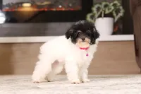 Amber, a female Poodle - Miniature  for sale in Millersburg, OH – 2 of 7