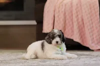 Jett, a male Poodle - Miniature  for sale in Millersburg, OH – 3 of 4